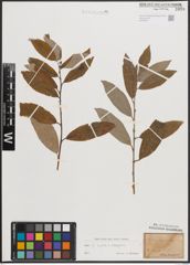 Foto von Salix caprea L. x Salix eleagnos Scop.